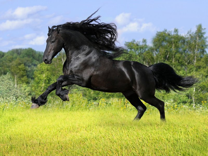 horse 4.jpg