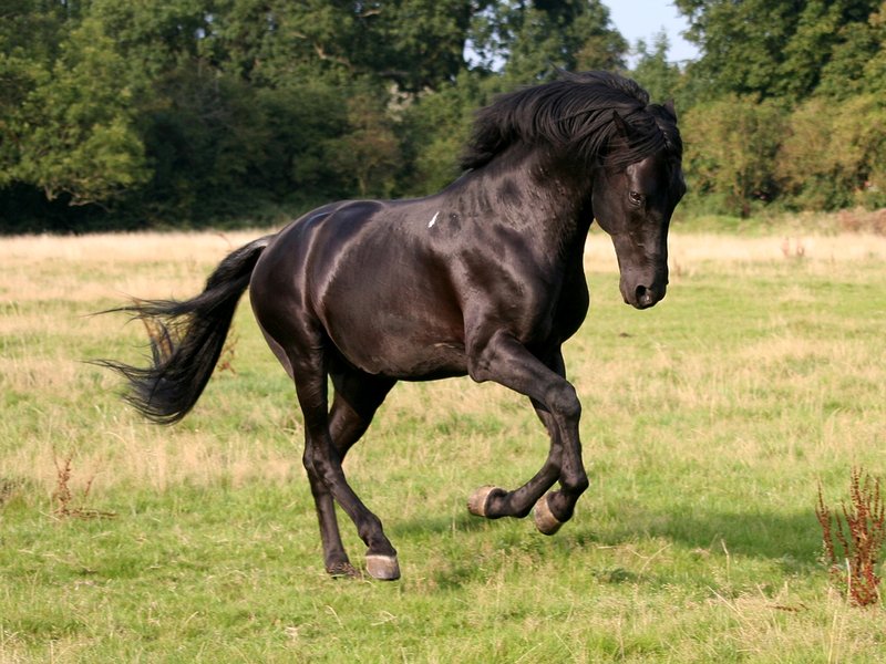 horse 5.jpg