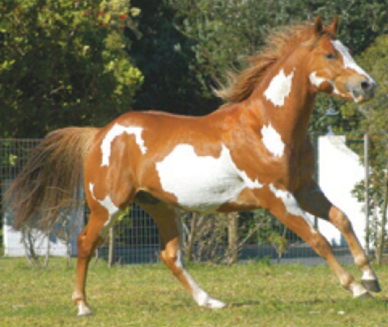 Horse2.jpg