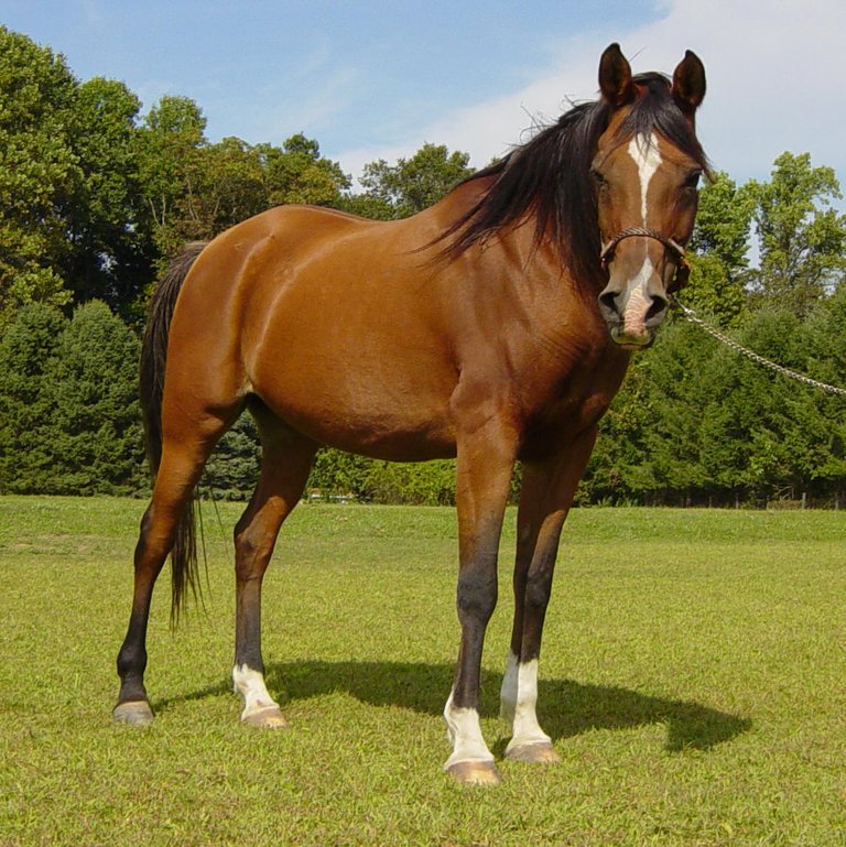 horse 6.jpg