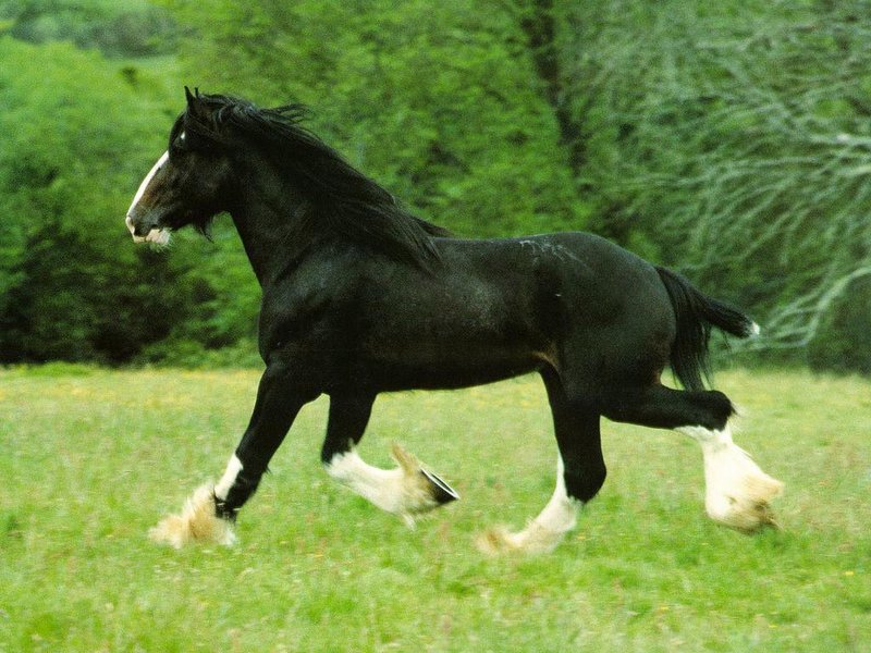 horse 7.jpg