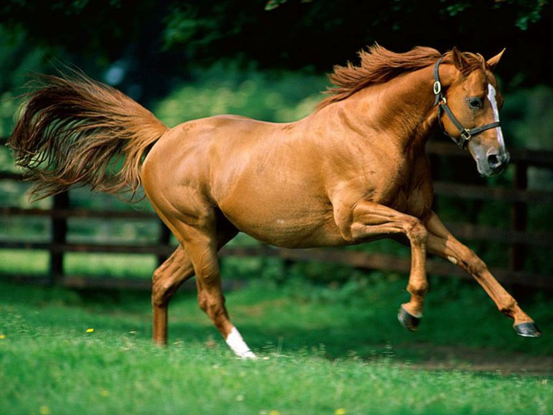horse 11.jpg