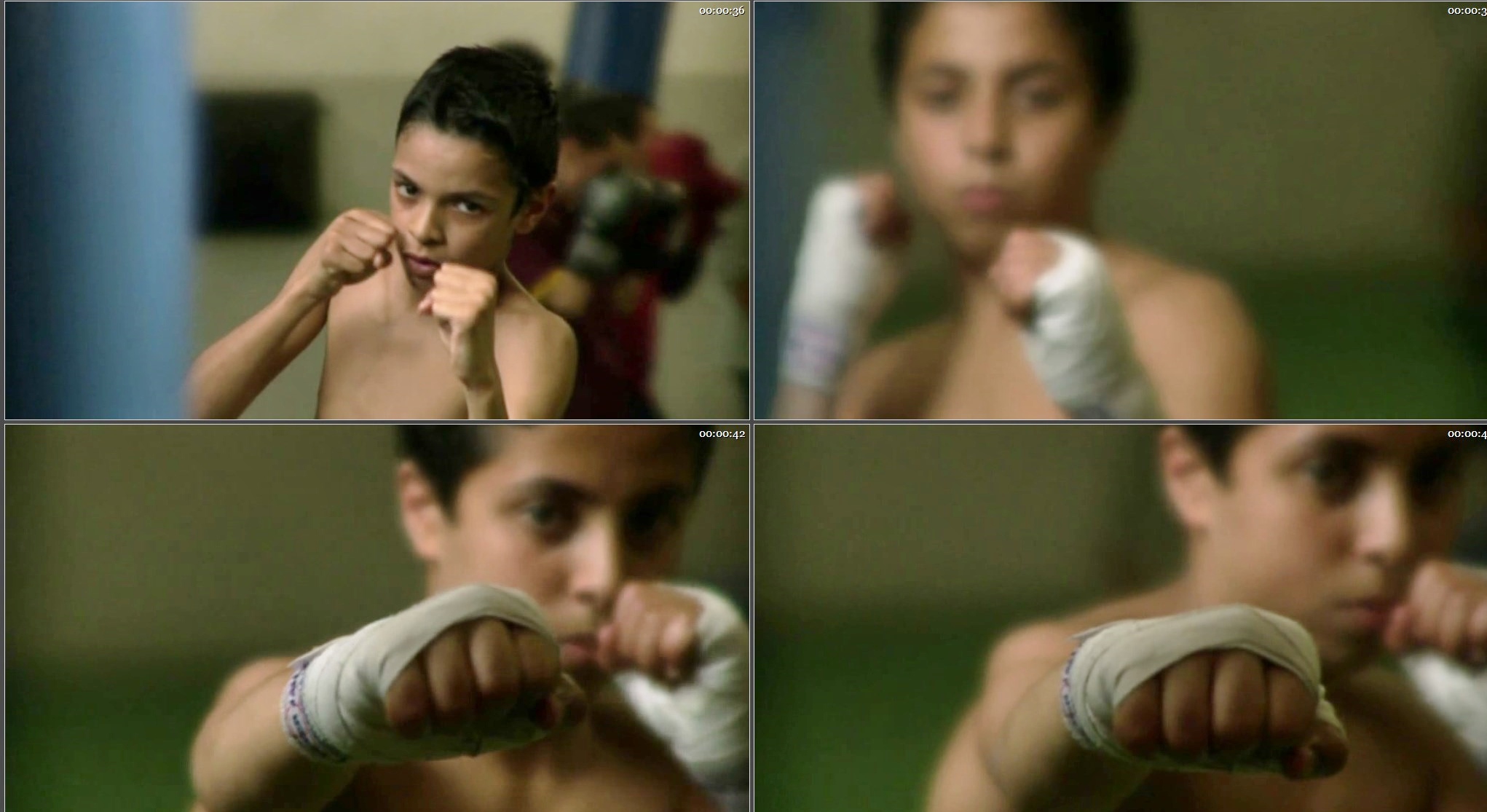 Boxer (10).jpg