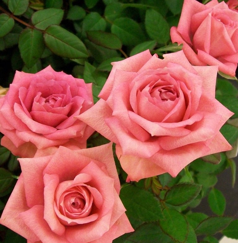 rosered531_Pink Rose_YkViRGA.jpg