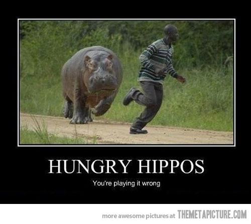 funny-hungry-hippos-chasing-man.