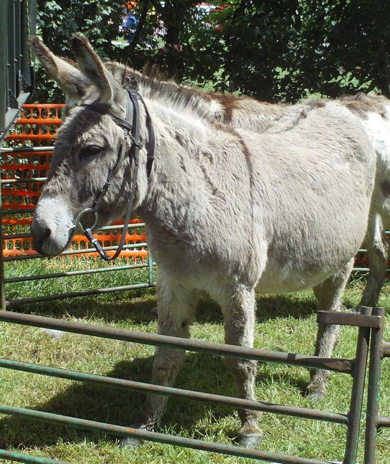 donkey_derby01.jpg