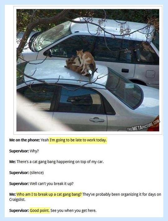 Cat Gang Bang.jpg