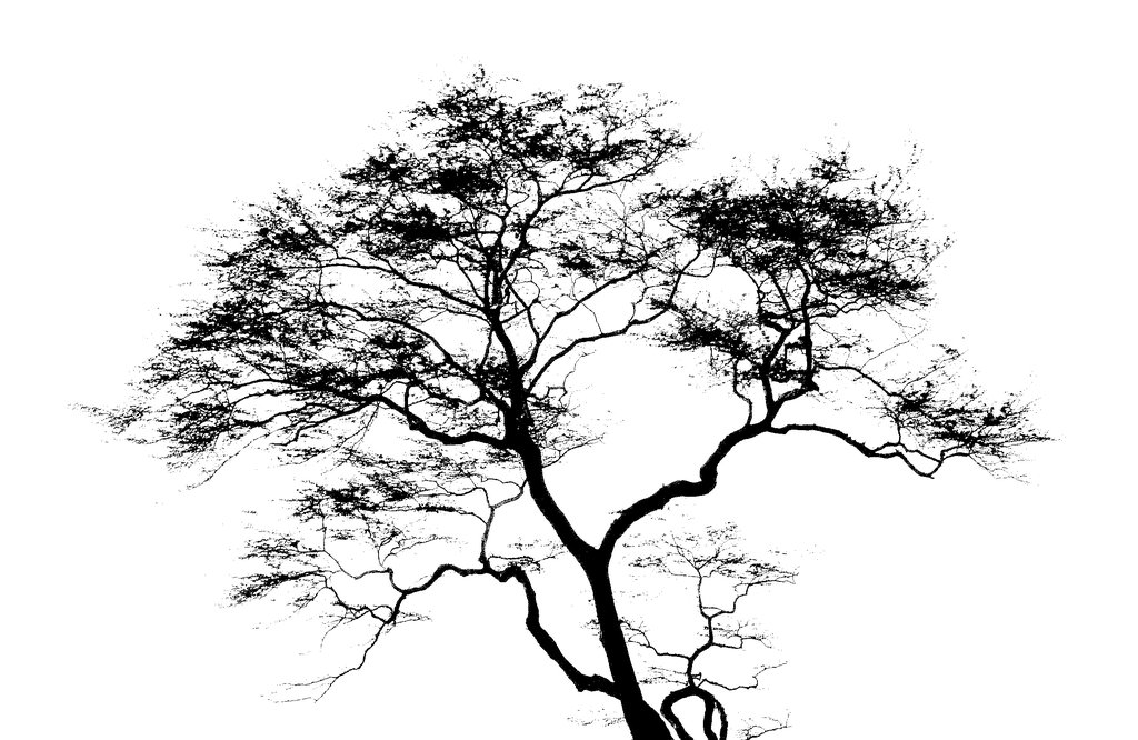 tree (10).jpg