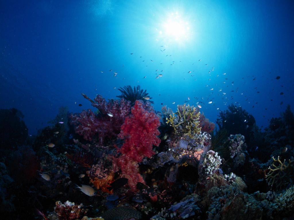 Underwater Wallpaper (61).jpg