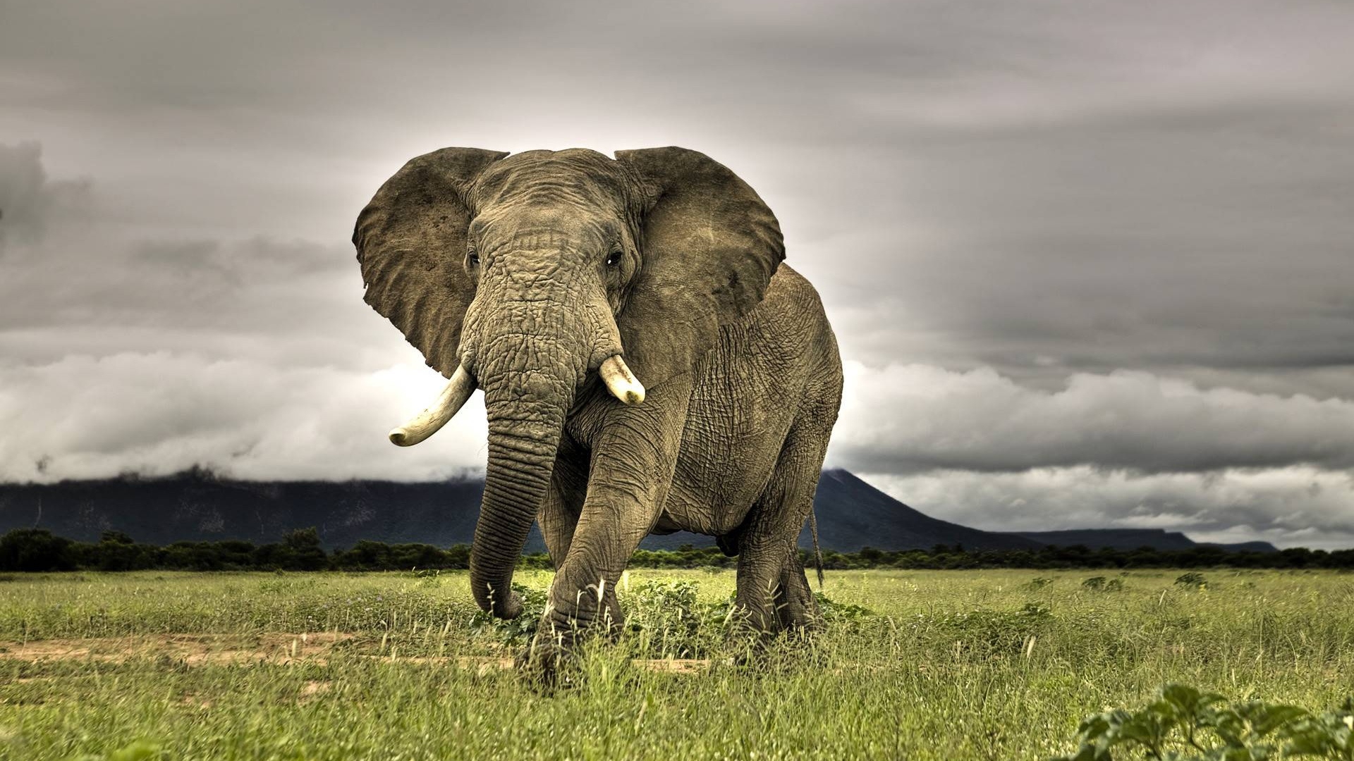 africa_elephant-1332692-1920x108