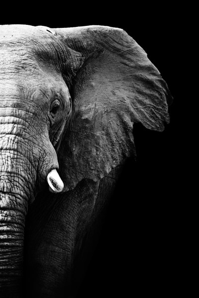 bild-elefanten-schwarz-weiss_mot
