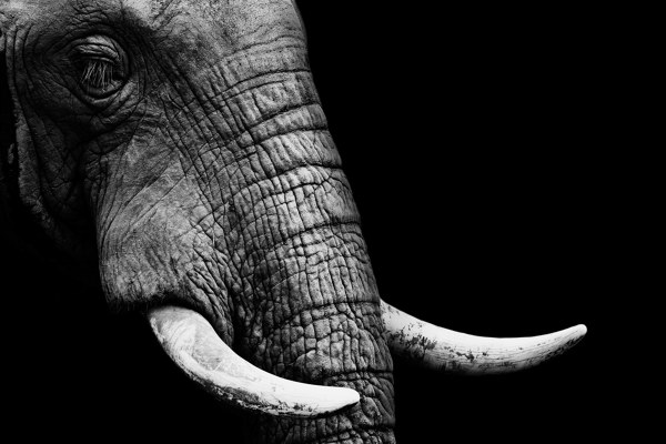 elefanten-bild_motiv.jpg
