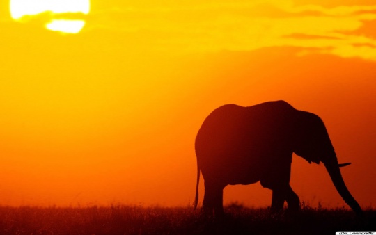 elefanten-sunset_751907531.jpg