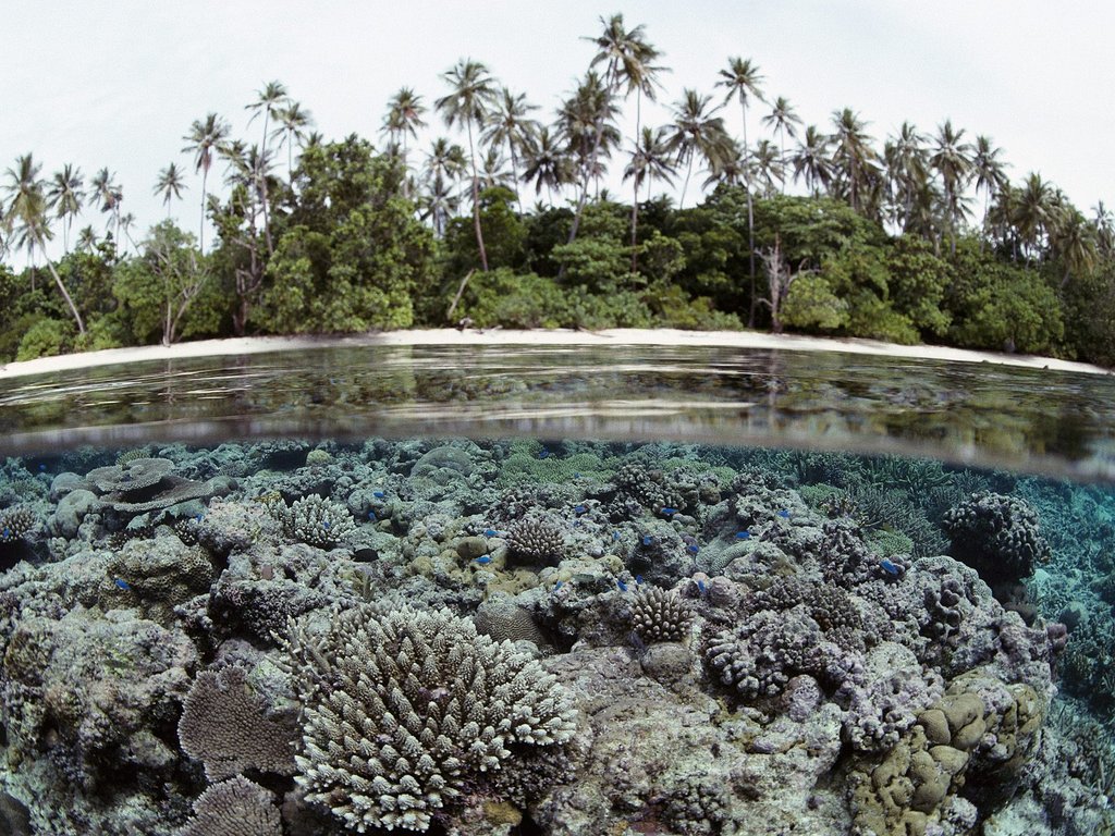 Coral Reef, Solomon Islands.jpg