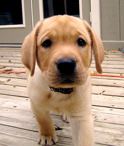 golden-lab-puppy1.jpg