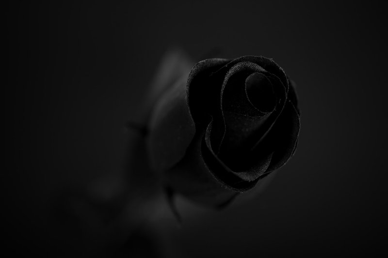 black-rose.jpg