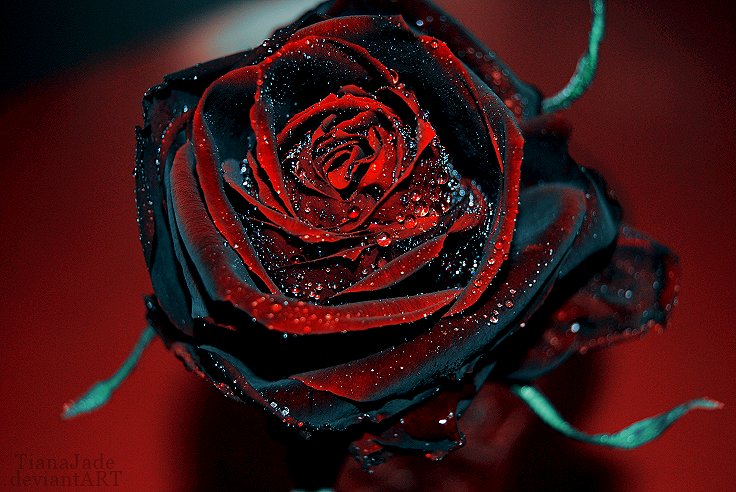 red_and_black_rose_by_tianajade-
