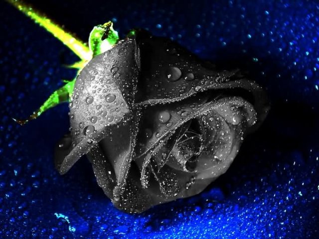 beautiful-black-rose.jpg