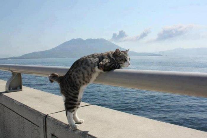 cat-sea.jpg