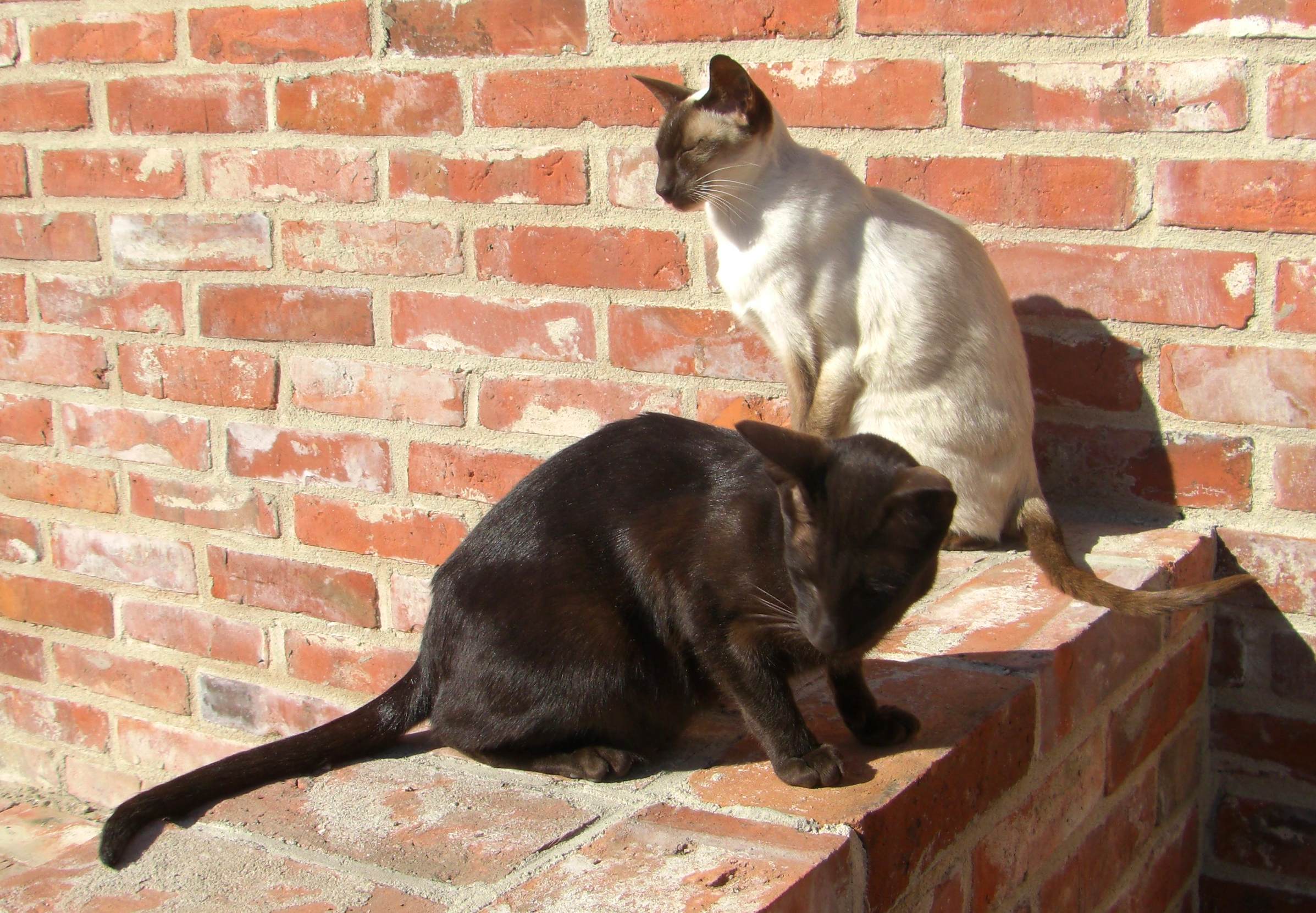 Zwei-Siamkatzen.jpg