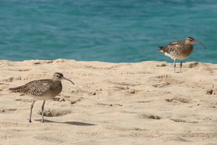 Cape_Verde_birds.jpg