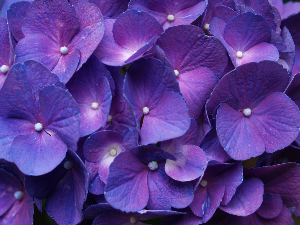 467519-cute-flowers-purple-image