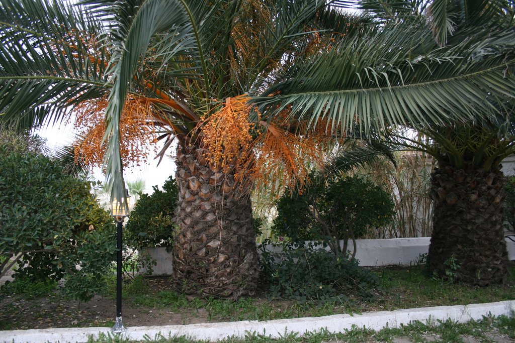 53. Palm Trees.JPG