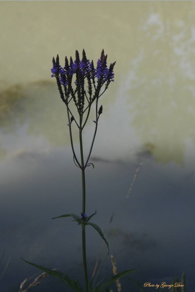 1 1010a-Blue Vervain-by-the-rive