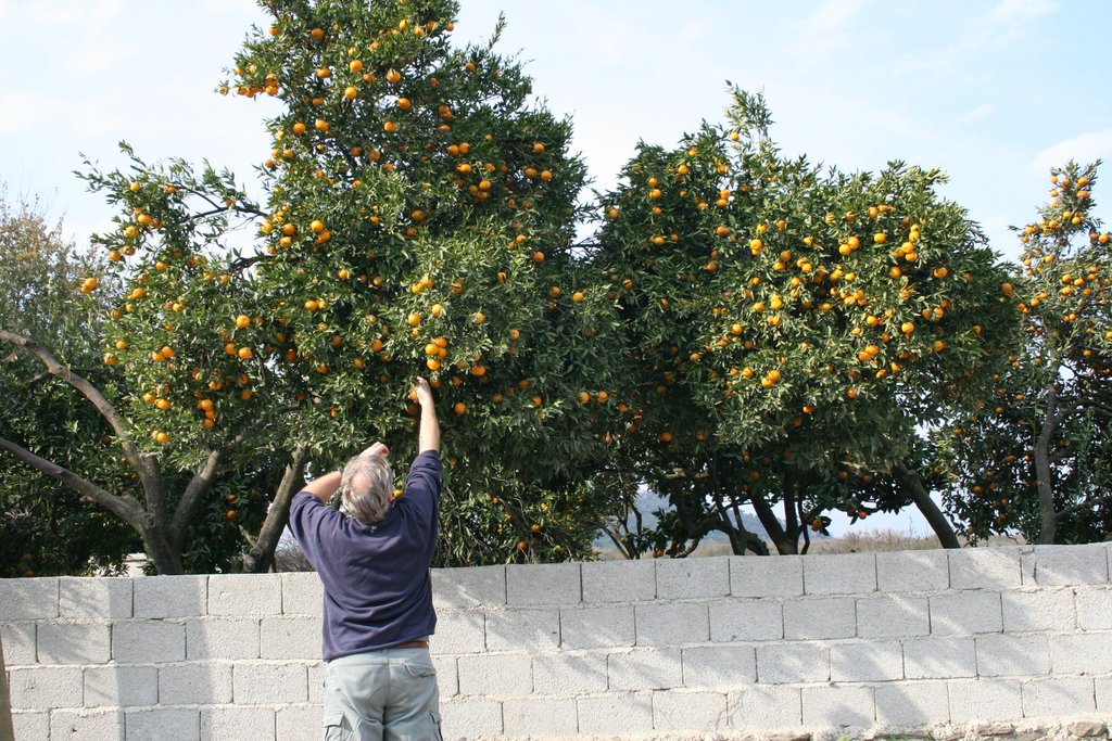 33. Guy - Mandrin Oranges.JPG