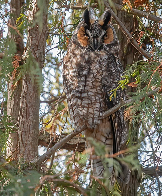 Long-eared Owl - Canada.jpg
