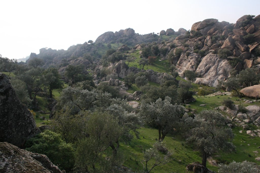 111. Olive trees in the valley.J