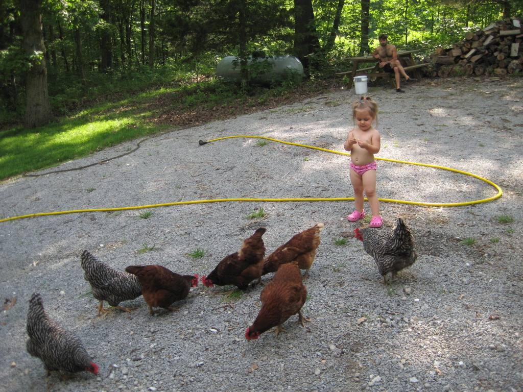 1-feeding chickens.JPG