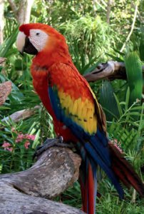 Scarlet-Macaw-FAMILY-PSITTACIDAE