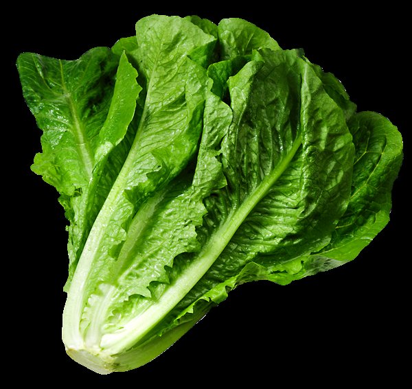 Lettuce_PNG_Picture.png