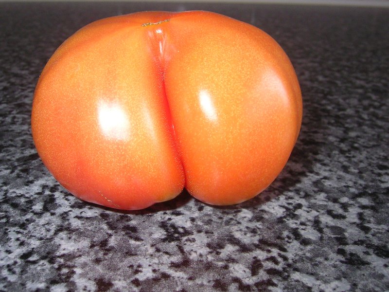 bum_tomato_by_tommythepainter.jp