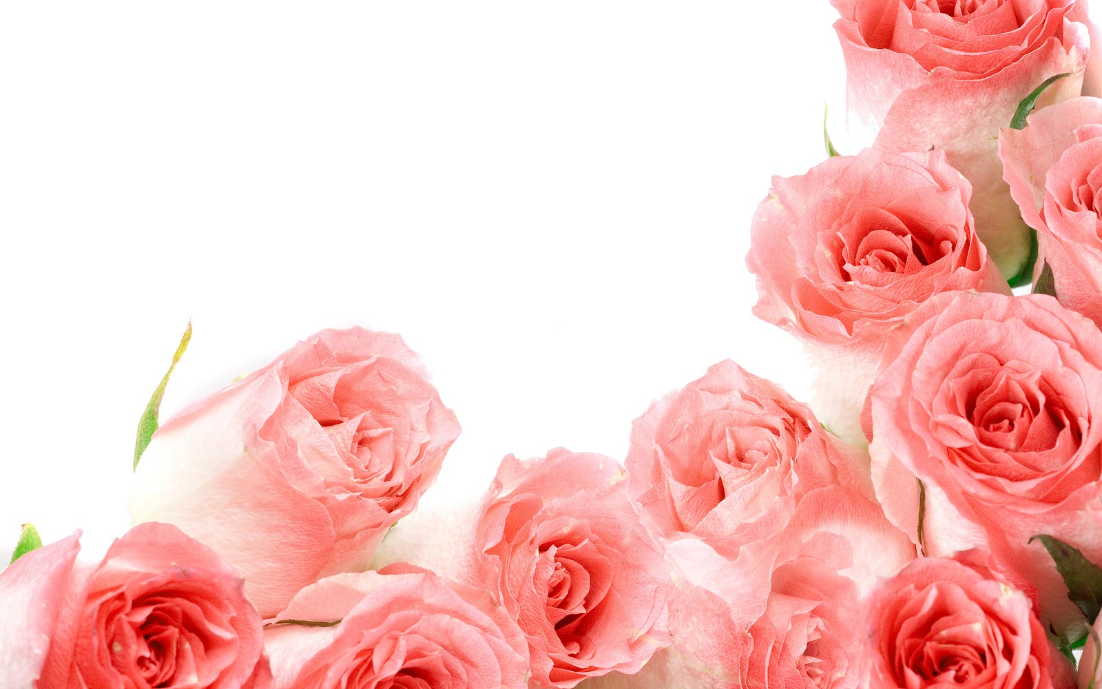 The-best-top-desktop-roses-wallp