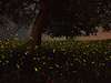 night-fireflies-landscape-italy_