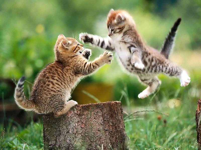 Kitten-pic-cute-kittens-16292210