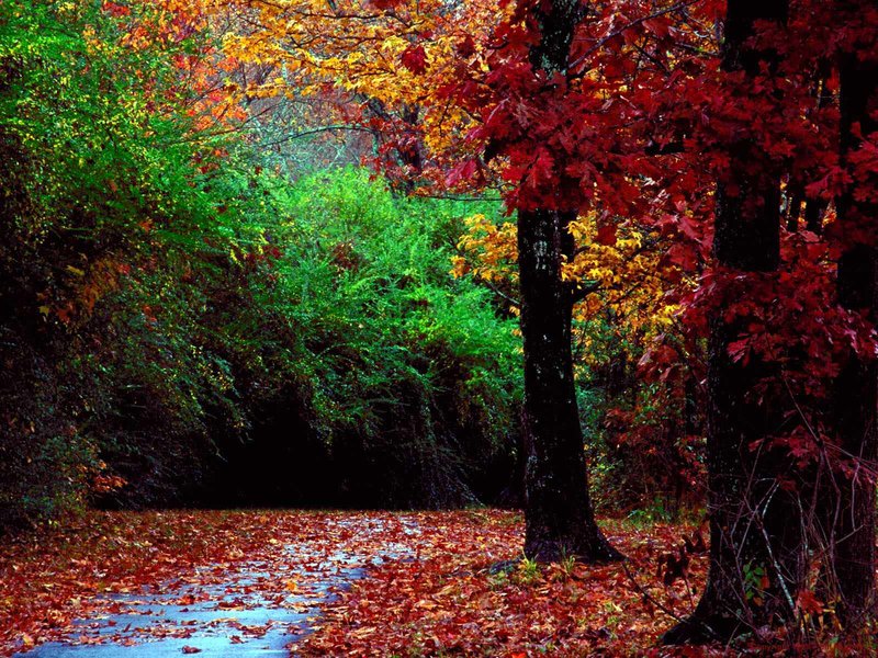 autumn landscape wallpaper image