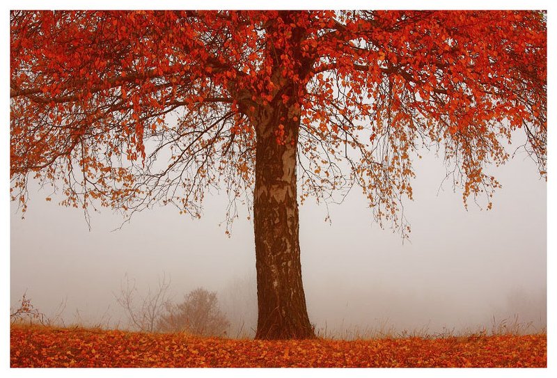 830x563_1028_Red_tree_tree_fog_a