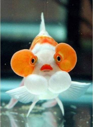 Funny-Fish-Pictures-4-368x500 -