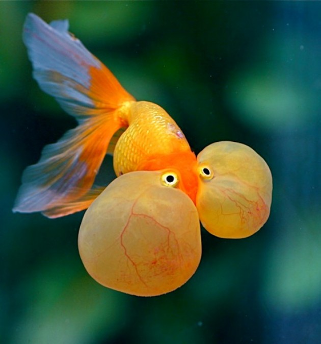 orange-bubble-fish2-e13625879046