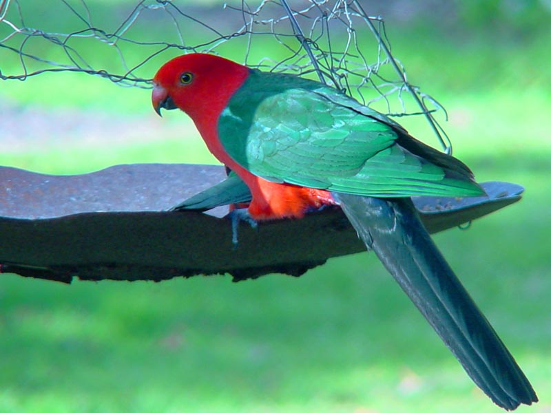 parrot_king.jpg