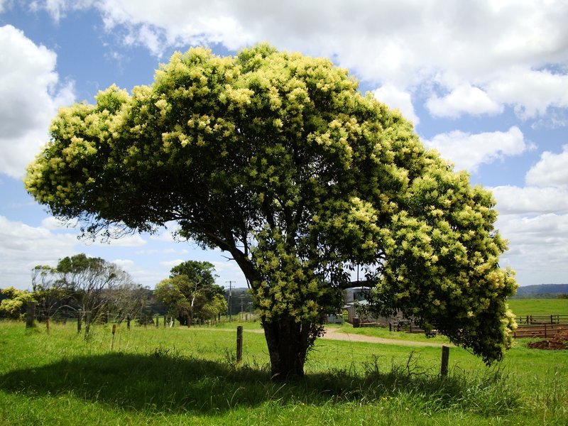 Australian-Flowering-Tree-Flaxto