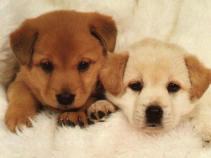 Dog-Puppys.jpg