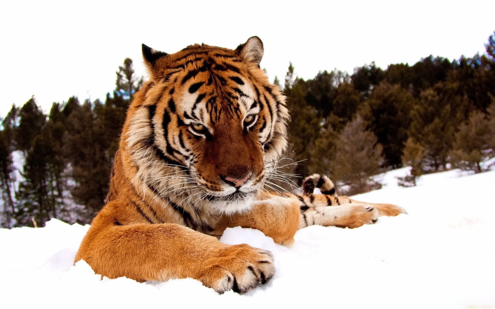 Tiger-Snow-1920x1200[1].jpg