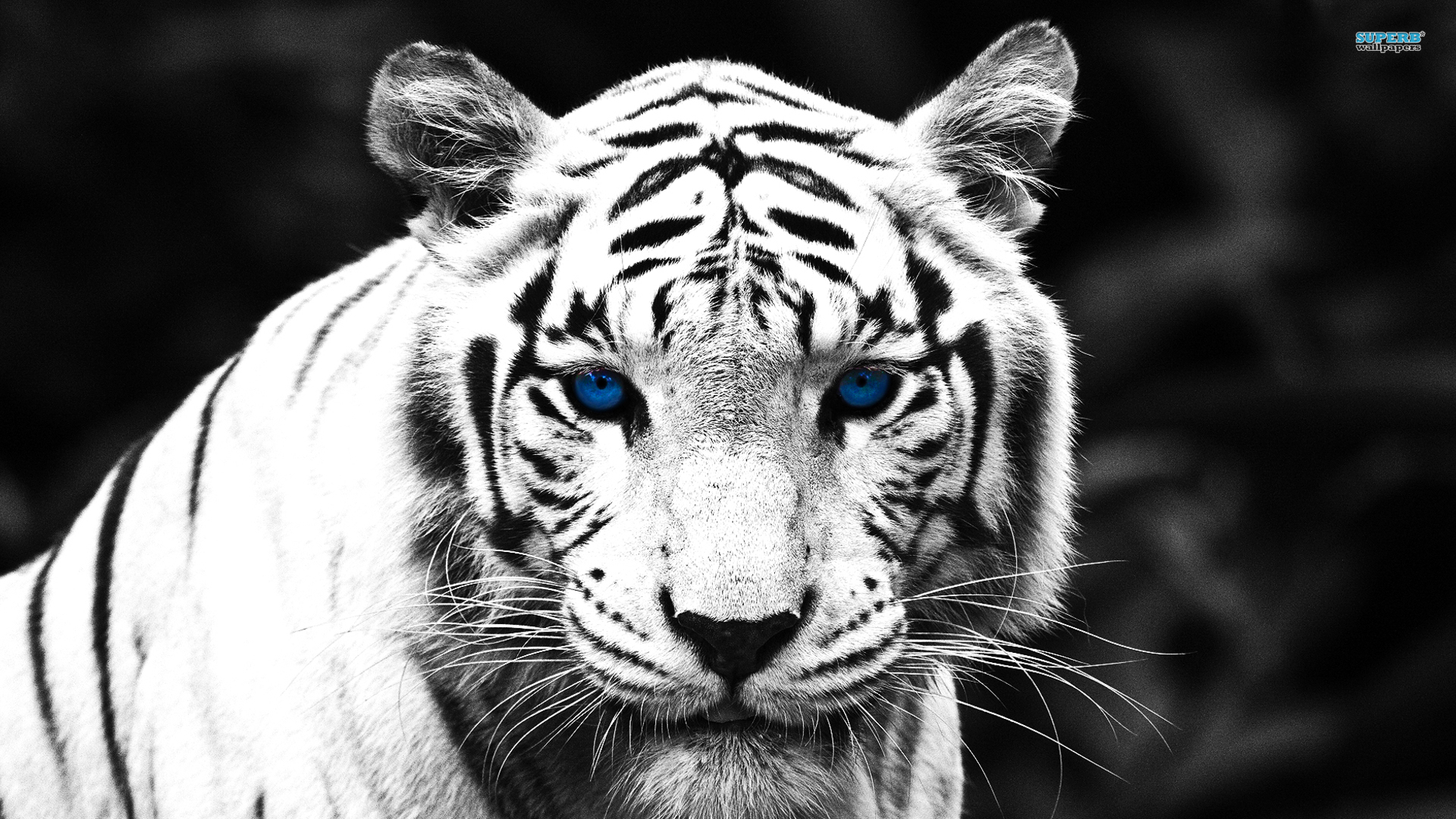 blue-eyed-tiger-1812-1920x1080.j