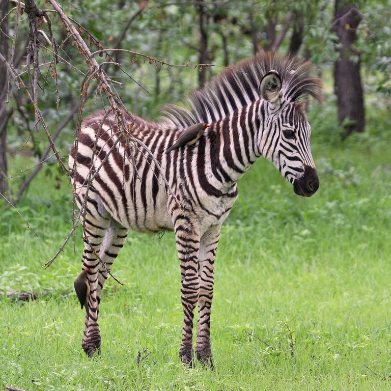 Zebra-Baby-2007.jpg