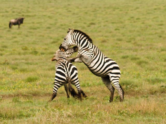 105_Fighting_Zebras_Serengeti_re