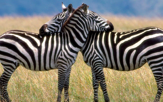 zebras wallpapers.jpg